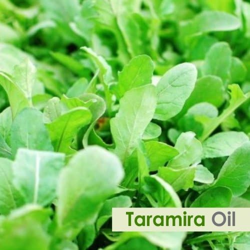 Salvia Taramira (Eruca Sativa) Етерично Масло Чиста и Природни - Undiluted Неисечени Масло - Најдобро За Ароматерапијата